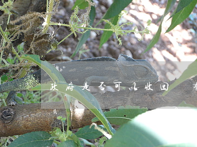 政府是否可以收回國有土地使用權(quán)？